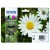 Epson - Multipack 4 cores Série 18XL Margarida Tinta Claria Home (c/alarme RF+AM)